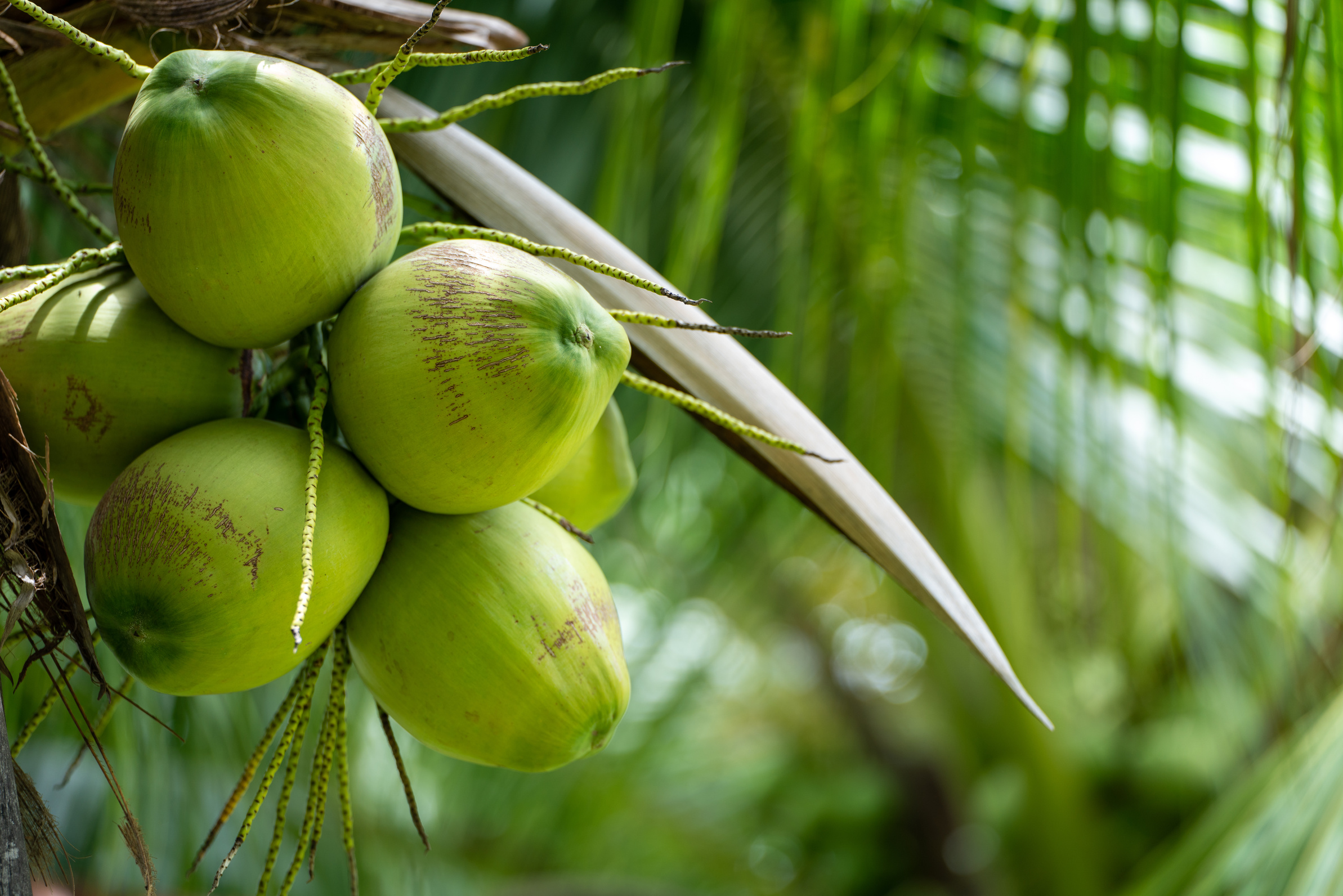 Coconut Tree at Coconut Farm