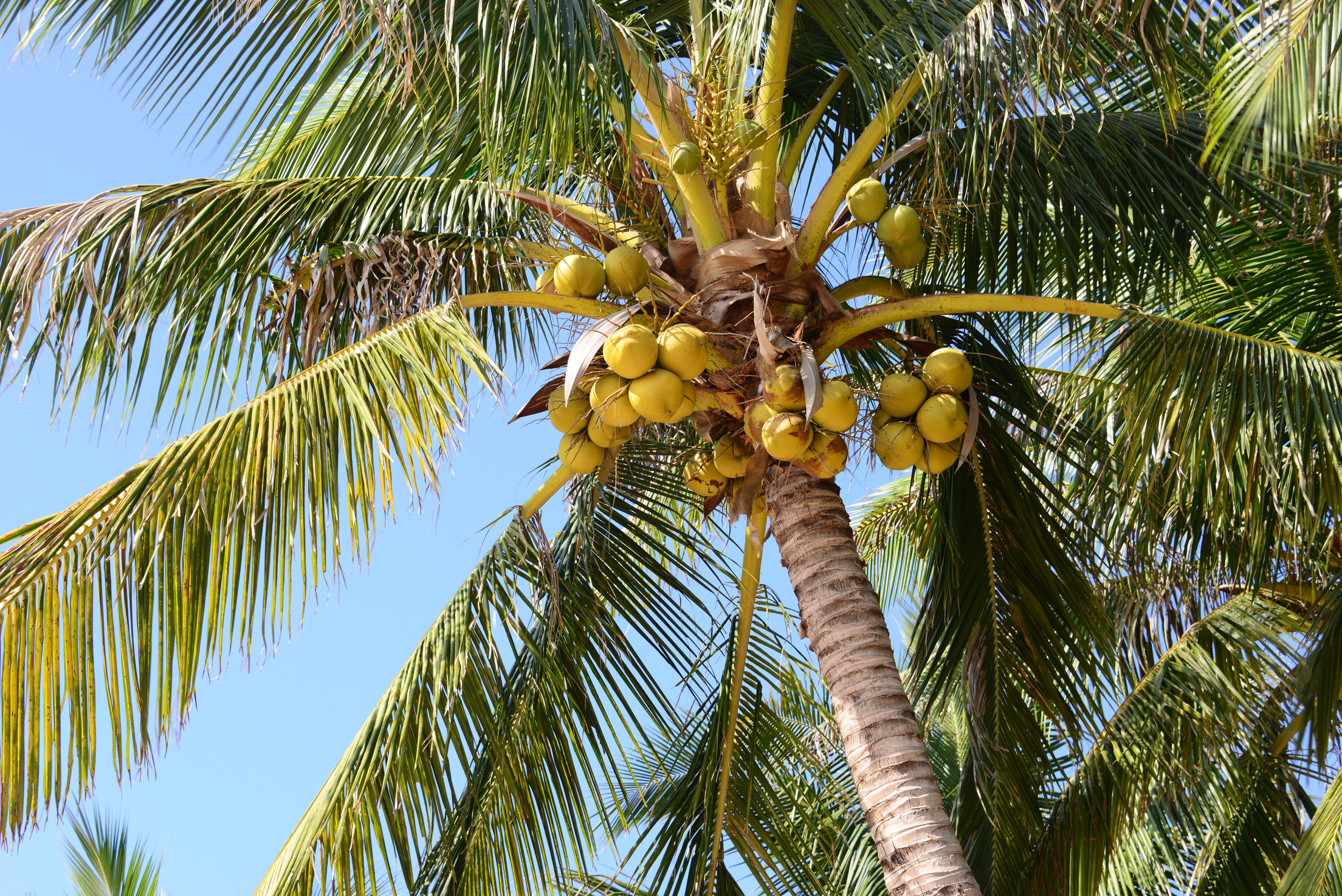 Coconut